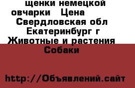 щенки немецкой овчарки › Цена ­ 7 000 - Свердловская обл., Екатеринбург г. Животные и растения » Собаки   